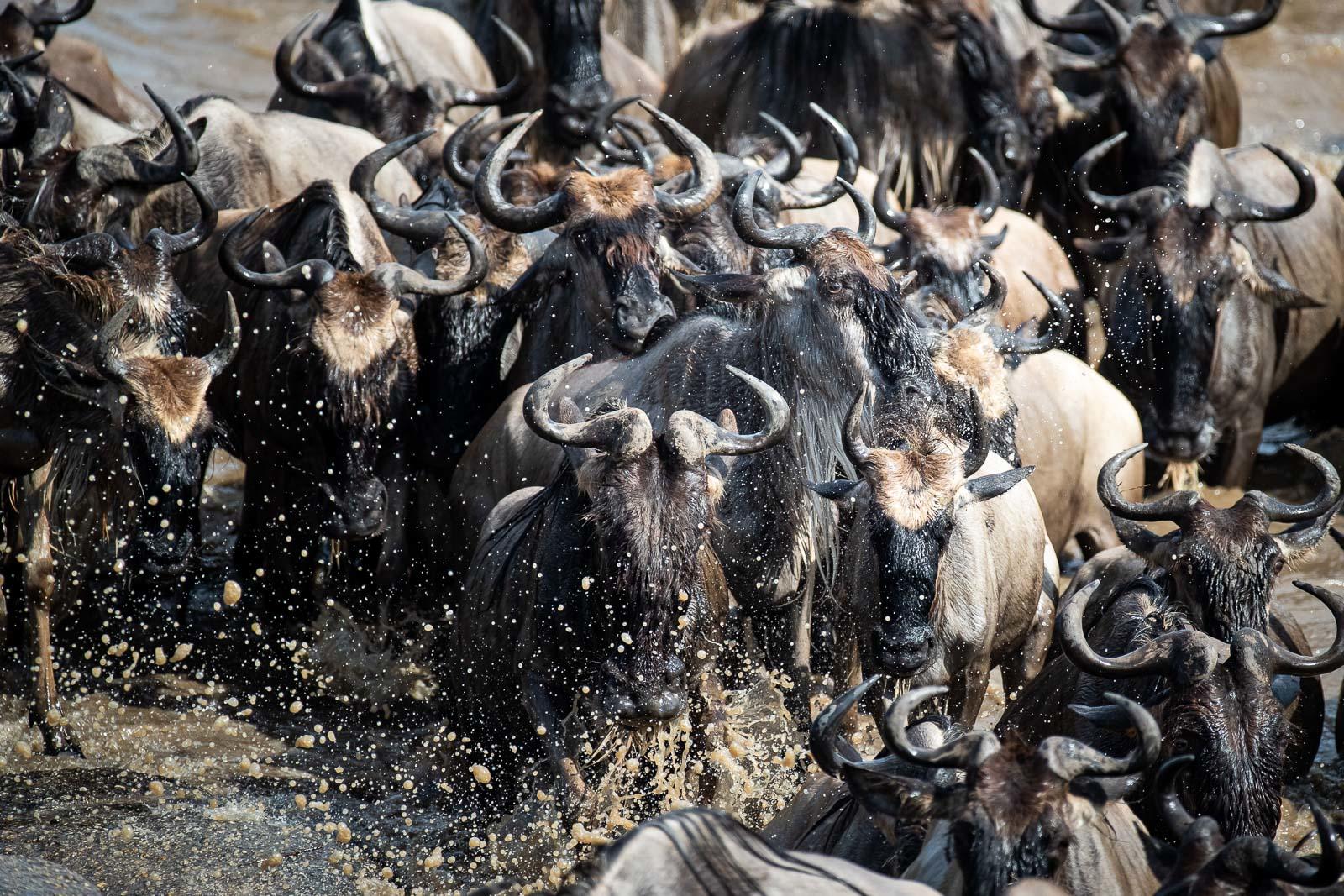 Wilderness Usawa Serengeti: Eine Gnu Herde im Fluss Wilderness Usawa Serengeti: Eine Gnu Herde im Fluss