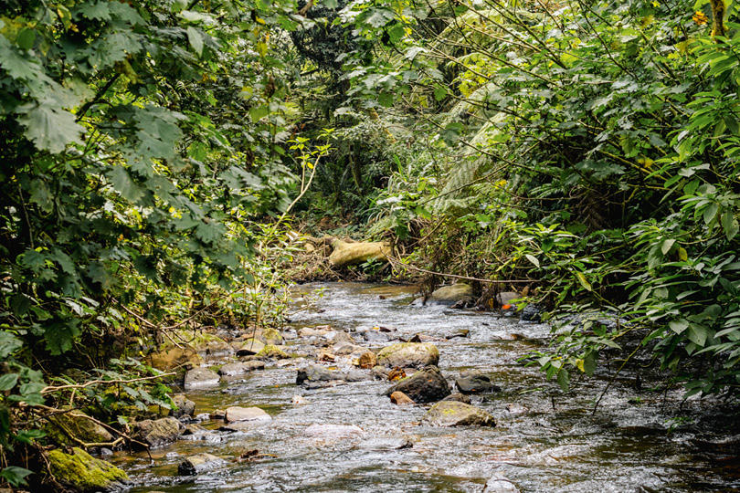Erebero Hills: Ein Fluss im Regenwald