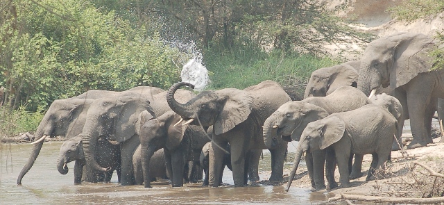 Ishasha Wilderness Camp: Elefanten am Ntungwe River