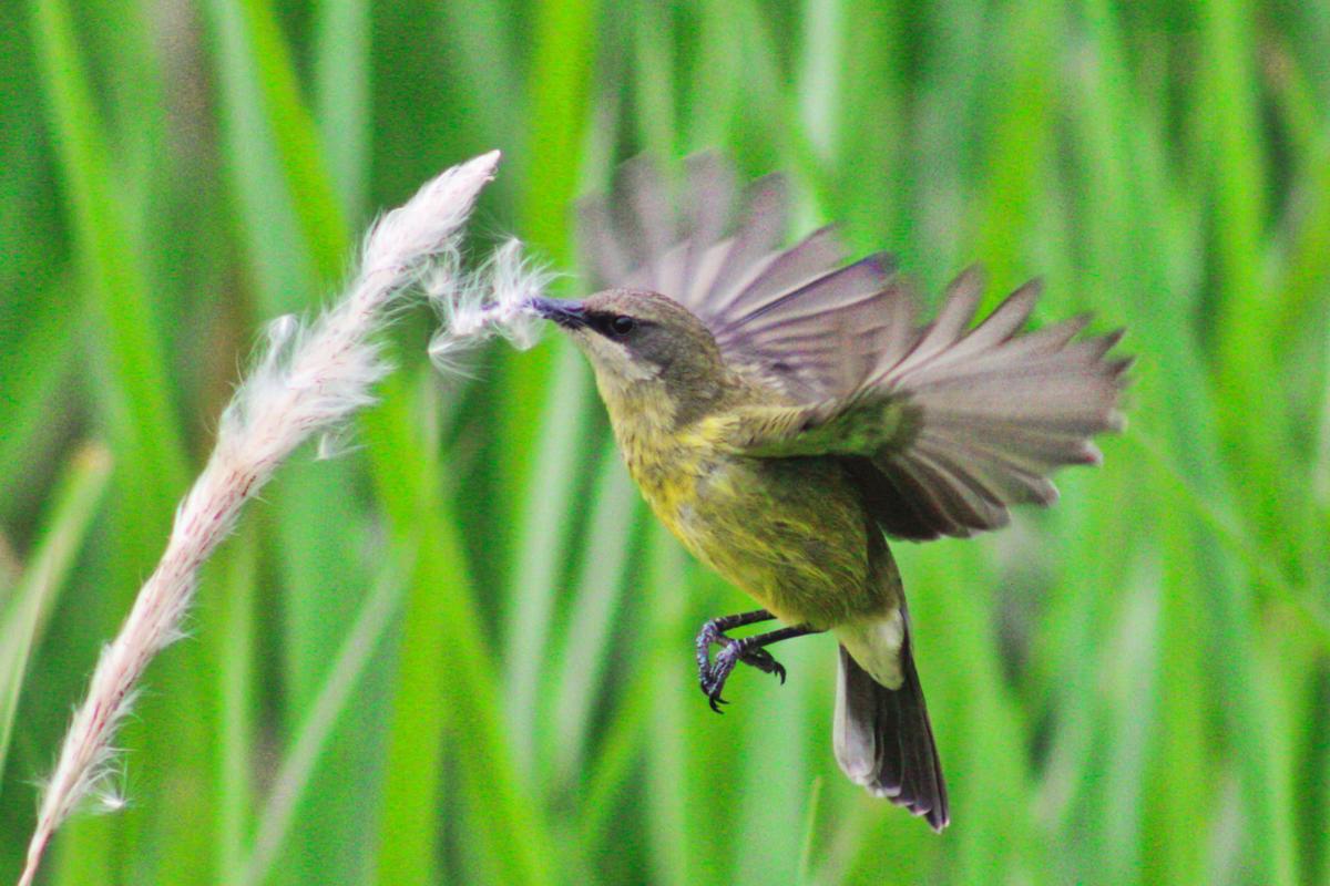 Volcanoes Kibale Lodge: Ein Vogel im Anflug