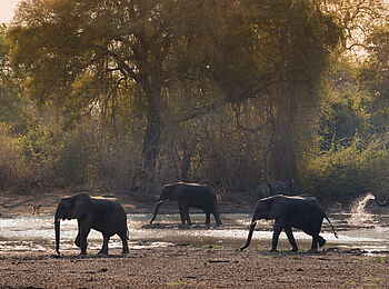 Kanga Expeditions: Elefantenherde an der Kanga Pan