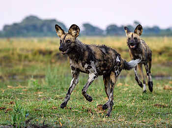 King's Pool Camp: Wildhunde