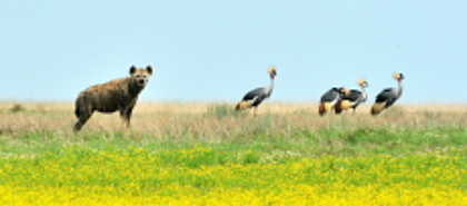 Liuwa Plains