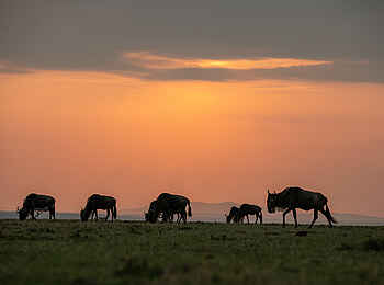 Mara Nyika Camp: Gnus im Gegenlicht