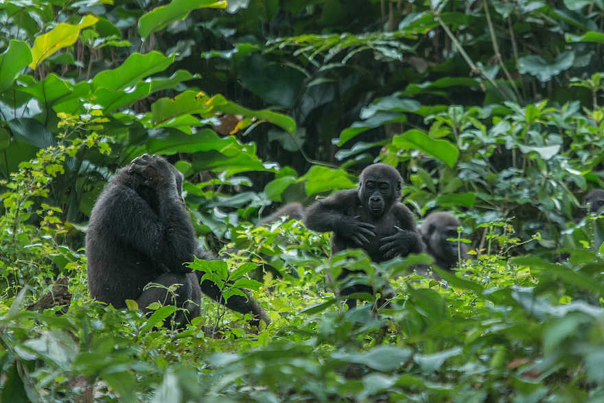 Ngaga Camp: Mehrere Familienmitglieder Ngaga Camp: Mehrere Familienmitglieder