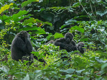 Ngaga Camp: Mehrere Familienmitglieder