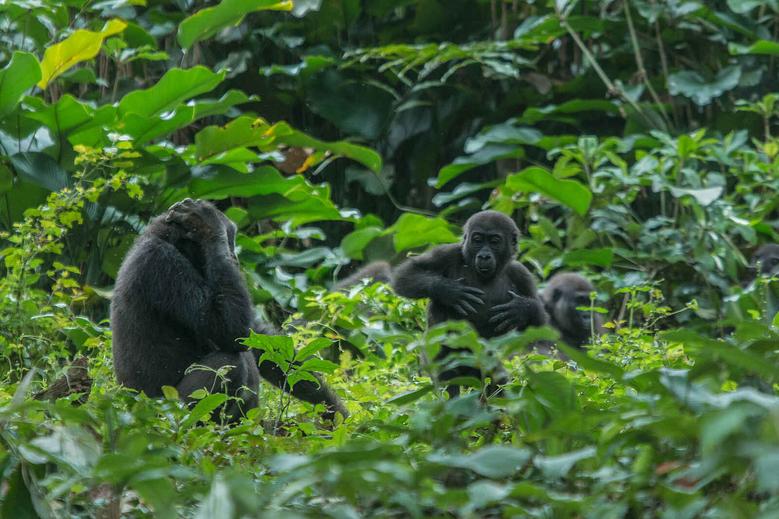 Ngaga Camp: Mehrere Familienmitglieder Ngaga Camp: Mehrere Familienmitglieder