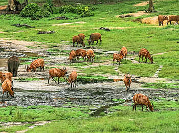Sangha Lodge: Bongofamilie und Elefant Sangha Lodge: Bongofamilie und Elefant
