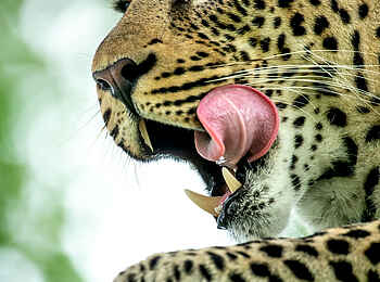 Singita Ebony Lodge: Hungriger Leopard Singita Ebony Lodge: Hungriger Leopard