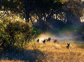 Splash Camp: Wildhundrudel