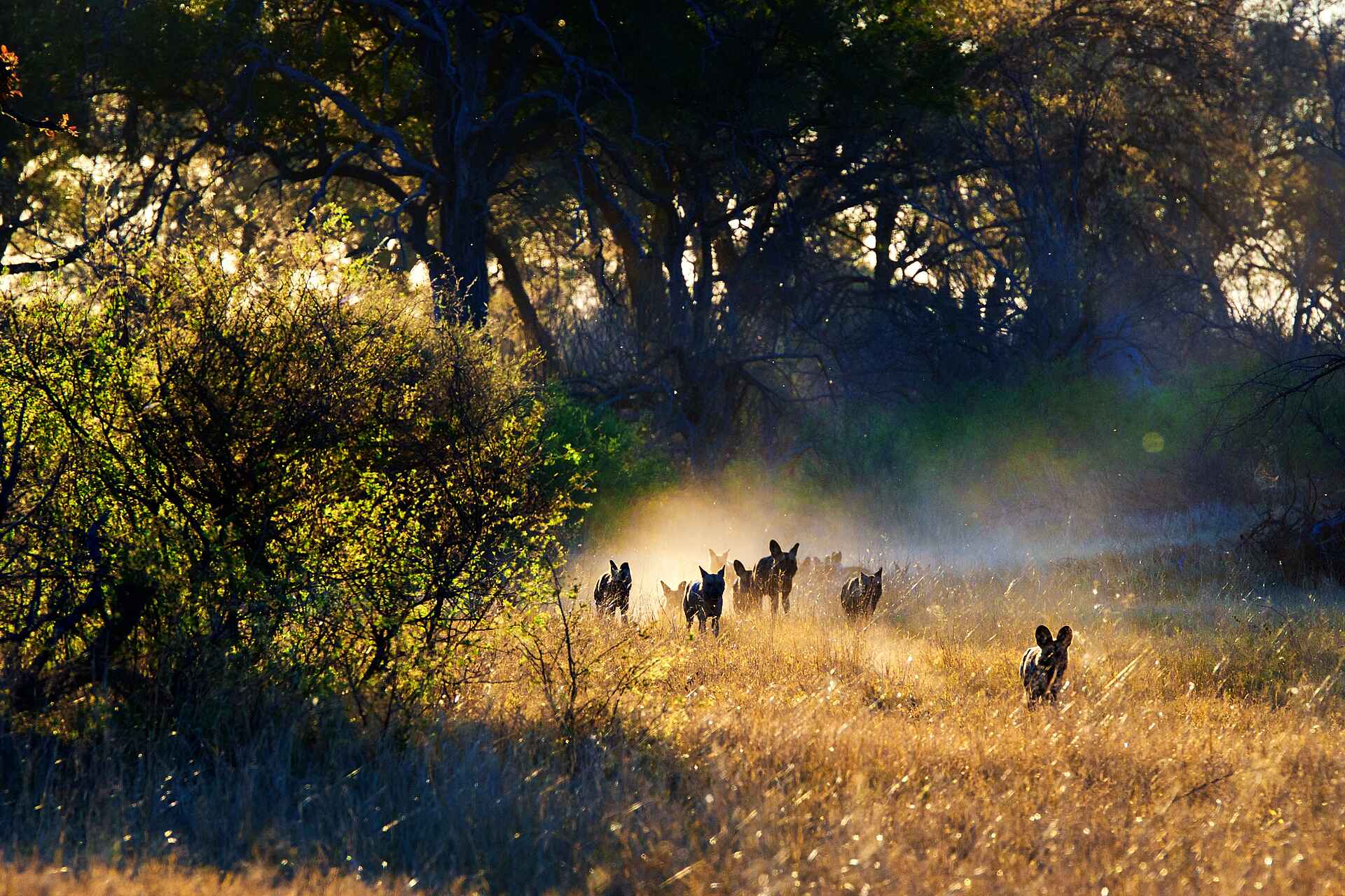 Splash Camp: Wildhundrudel