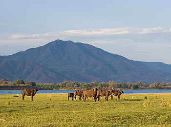 Time + Tide Chongwe: Büffel beim Grasen