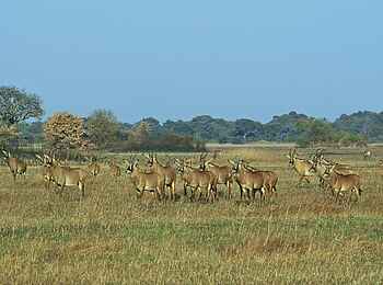 Busanga Bush Camp: Pferdeantilopen Busanga Bush Camp: Pferdeantilopen