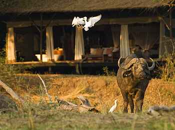Chiawa Camp: Büffel vor einem Superior-Gästezelt