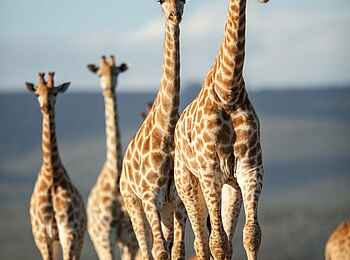 Great Fish River Lodge: Giraffen