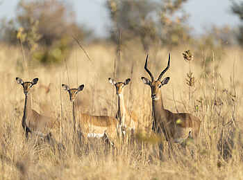 Ila Safari Lodge: Eine Impala Herde 