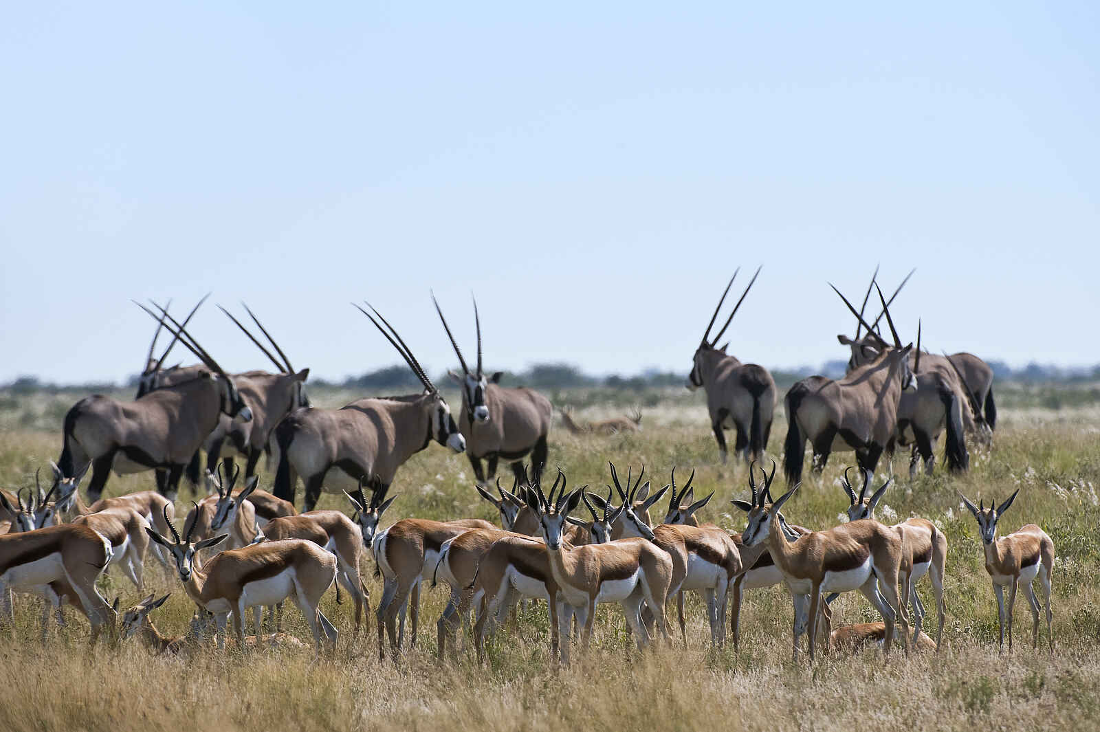 Kalahari Plains Camp: Gazellen Kalahari Plains Camp: Gazellen