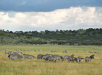 Laba Grumeti Art Lodge: Zebras in der Serengti