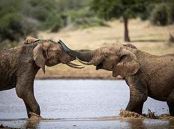 Laikipia Wilderness River Camp: Beim Spielen Laikipia Wilderness River Camp: Beim Spielen