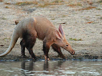 Motswari Game Lodge: Erdferkel