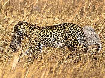 Mukambi Fig Tree Bush Camp: Ein Leoparden-Weibchen mit seinen Jungen