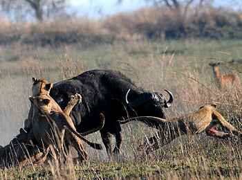 Mukambi Fig Tree Bush Camp: Eine Gruppe von Löwen greift einen Büffel an