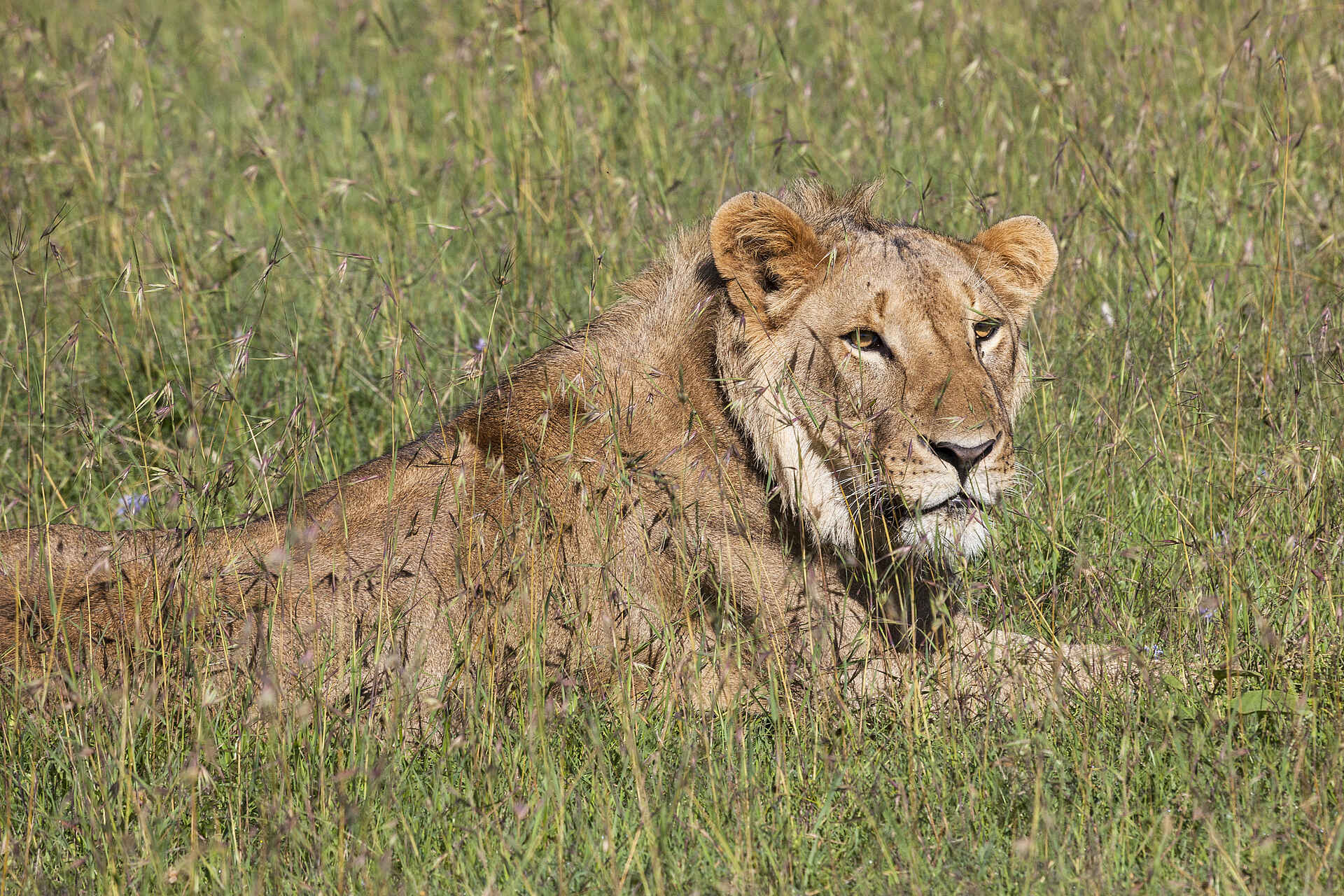 Porini Rhino Camp: Löwe
