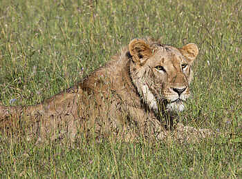 Porini Rhino Camp: Löwe