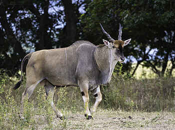 Ruckomechi Camp: Große Antilope Ruckomechi Camp: Große Antilope