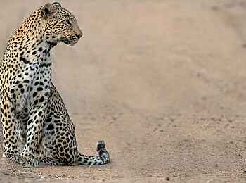 Saseka Tented Camp: Ein Leopard Saseka Tented Camp: Ein Leopard