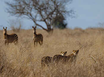 Soroi Cheetah Tented Camp: Zwei Geparden mit Zebras