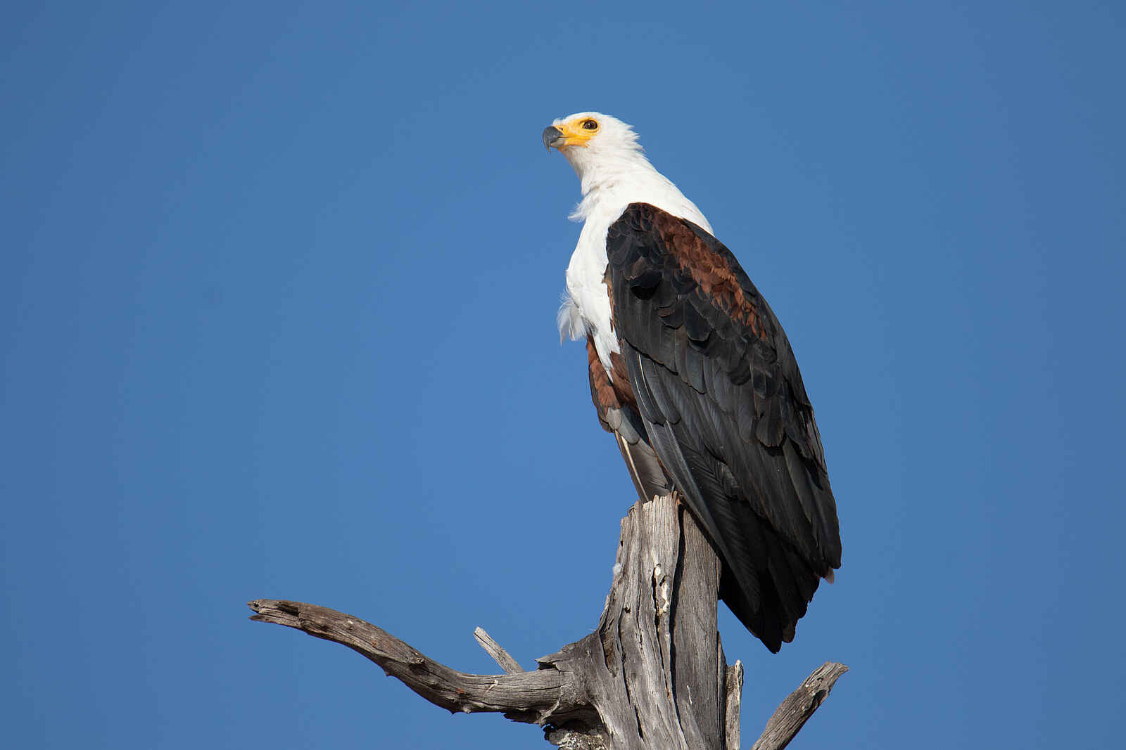 Bumi Hills Safari Lodge: Fish Eagle Bumi Hills Safari Lodge: Fish Eagle