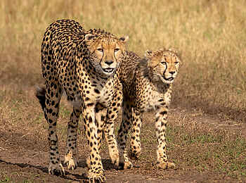 Entim Masai Mara: Gepardin mit Jungtier