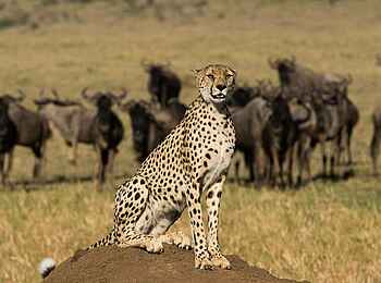 Mahali Mzuri: Wachsamer Blick eines Geparden