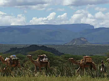 Sarara Tree: Karawane Sarara Tree: Karawane