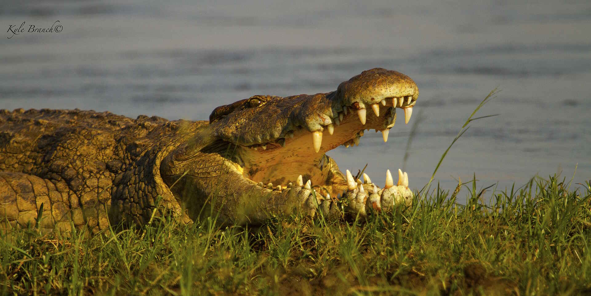 Chula Island Flycamp, Lower Zambezi National Park, Tusk & Mane, Game Drive, Pirschfahrt, Tiere, Nilkrokodil, Afrikarma, Afrikarma Safaris, Afrikarma Safaris. Wildnis. Hautnah., Afrikarma.de