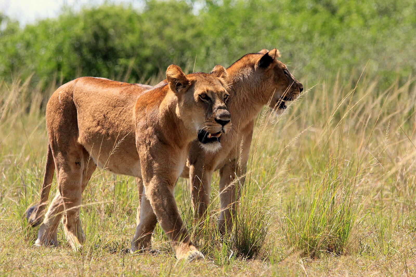 Volcanoes Kyambura Gorge Lodge: Löwen Volcanoes Kyambura Gorge Lodge: Löwen
