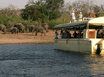 Chobe Safari Lodge: Elefanten auf dem Weg zum Flussufer Chobe Safari Lodge: Elefanten auf dem Weg zum Flussufer