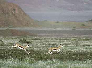 Damaraland Camp: Springbock-Action
