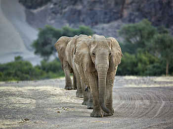 Hoanib Valley Camp: In Reih und Glied Hoanib Valley Camp: In Reih und Glied