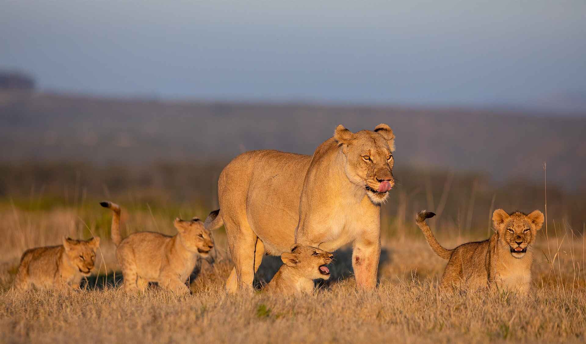 Kariega Ukhozi Lodge: Löwen Kariega Ukhozi Lodge: Löwen