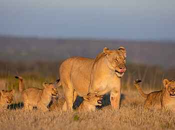 Kariega Ukhozi Lodge: Löwen Kariega Ukhozi Lodge: Löwen