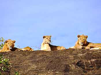 Kidepo National Park: Löwinnen auf felsigem Ausguck