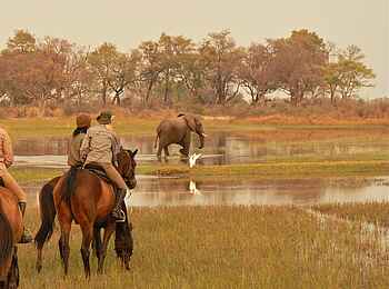 Kujwana Camp: Elefant auf überschwemmter Wiese