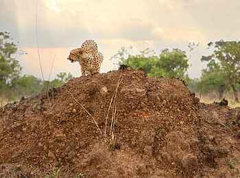 Legendary Songa Migrational Camp: Gepard