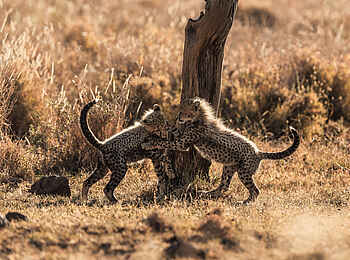 Lewa Safari Camp: Geparden babies beim spielen