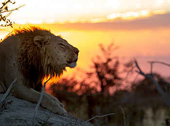 Little Vumbura: Ein imposanter Löwe Little Vumbura: Ein imposanter Löwe