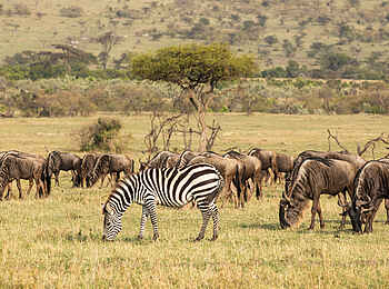 Mara Expedition Camp: Zebra und Gnus
