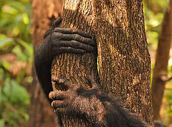 Mbali Mbali Gombe Lodge: Hände