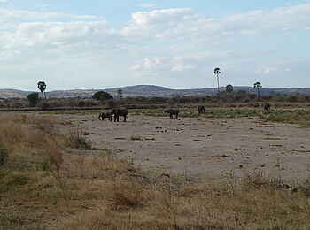 Mwagusi Safari Camp: Elefanten im Flussbett